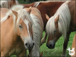 horse riding in the Pyrenees
