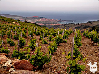 vineyard overlooking Collioure